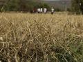 राज्यात ९० लाख हेक्टर पिकांच्या नुकसानीचा अंदाज - Marathi News | Estimates of loss of 90 lakh hectares of crop in the state | Latest maharashtra News at Lokmat.com