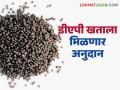DAP Fertilizer Subsidy : शेतकऱ्यांना आजपासून डीएपी खतावर मिळणार विशेष अनुदान; केंद्रीय मंत्रिमंडळाची मंजूरी  - Marathi News | DAP Fertilizer Subsidy: Farmers will get special subsidy on DAP fertilizer from today; Union Cabinet approval | Latest agriculture News at Lokmat.com
