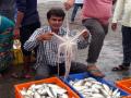 दापोलीच्या समुद्रकिनाऱ्यावर आढळला अॉक्टोपस - Marathi News | Octopus found on the coast of Dapoli, | Latest ratnagiri News at Lokmat.com