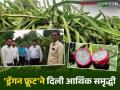 Farmer Success Story : कोरडवाहू शेतीतून लाखोंचं उत्पन्न; डिखुळे यांच्या 'ड्रॅगन फ्रूट' यशाची भरारी - Marathi News | latest news Farmer Success Story: Income of lakhs from dryland farming; Dikhule's 'dragon fruit' success soars | Latest agriculture News at Lokmat.com