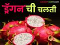 Dragon Fruit : 'ड्रॅगन फ्रुट'ची बाजारपेठेत वाढतेय मागणी; कसा मिळला दर ते वाचा सविस्तर - Marathi News | Dragon Fruit: Demand for 'Dragon Fruit' is increasing in the market; Read in detail how the price was obtained | Latest agriculture News at Lokmat.com