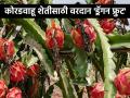 ड्रॅगन फ्रूटची लागवड कशी केली जाते? - Marathi News | How is Dragon Fruit Cultivated? | Latest agriculture News at Lokmat.com