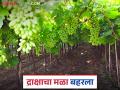 Grape Farmer Success : दोनवेळा उद्ध्वस्त झाल्यानंतरही गायके बंधूंनी फुलविला द्राक्षाचा मळा! - Marathi News | Grape Farmer Success : Even after being destroyed twice, the Gaike brothers made their vineyard flourish! | Latest agriculture News at Lokmat.com