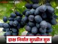 युरोप व दक्षिण आशिया देशांत द्राक्षांची निर्यात सुरळीत सुरु; निर्यातीच्या द्राक्षांना काय मिळतोय दर? - Marathi News | Grape exports to Europe and South Asian countries have resumed smoothly; What is the price being paid for exported grapes? | Latest agriculture News at Lokmat.com