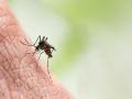 Mosquitoes bite 'these' people more, find out the exact reason - Hindi News | Mosquitoes bite 'these' people more, find out the exact reason | Latest lifestyle Photos at Lokmattimes.com