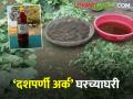 Dashparni Arka बहूपयोगी सेंद्रिय कीटकनाशक 'दशपर्णी अर्क' असे करा घरच्याघरी - Marathi News | Dashparni Arka Multipurpose Organic Pesticide Make 'Dashparni Arka' at home | Latest agriculture News at Lokmat.com