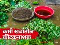 विविध प्रकारच्या कीड नियंत्रणासाठी हे औषध बनवा घरच्या घरी - Marathi News | Make this home remedy for different types of pest control | Latest agriculture News at Lokmat.com