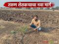 Date Palm Farming : मराठवाड्यात नवा प्रयोग; बीडमध्ये पहिलीच खजूर शेती वाचा सविस्तर - Marathi News | latest news Date Palm Farming: New experiment in Marathwada; First date palm farming in Beed Read in detail | Latest agriculture News at Lokmat.com