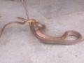 रावणगावच्या अंगणवाडीमध्ये साप आढळल्याने खळबळ - Marathi News | The snake found in the anganwadi center of Ravangaon | Latest pune News at Lokmat.com