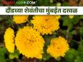 'फुल' टू धमाका; ऊस शेती थांबवली... बेंगलोरहून ३६ हजार रोपं आणली... अन् 'शेवंती'ने कमाल केली! - Marathi News | Farmer Shekhar's perennial experiment with Shewanti flower farming was successful | Latest agriculture News at Lokmat.com