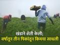 शेतकऱ्याची किमया! खंडाने घेतलेल्या शेतीत वर्षाला तीन पिके घेत चांगली कमाई - Marathi News | Khanda cultivated agriculture, producing alchemy from three crops a year | Latest agriculture News at Lokmat.com