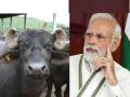 Pashu Aadhar: माणसांचे झाले, आता म्हशींचेही आधार कार्ड बनणार; खुद्द मोदींनीच केली घोषणा - Marathi News | Pashu Aadhaar: Now Aadhar Card for Buffaloes too; PM Narendra Modi made announcement | Latest national News at Lokmat.com