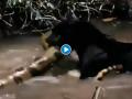 Viral Video : जॅग्वार आणि अ‍ॅनाकोंडाची खतरनाक लढाई, बघा कोणी मारली बाजी? - Marathi News | Jaguar and Anaconda ugly fight video viral again watch | Latest social-viral News at Lokmat.com