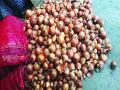 राज्यातील बाजार समितीमध्ये कांद्याची घसरण सुरू - Marathi News | Onion is falling in the market committee of the state | Latest navi-mumbai News at Lokmat.com
