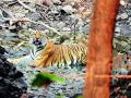 बोर व्याघ्र ‘प्रकल्पाची राणी’ घालतेय पर्यटकांना भुरळ - Marathi News | bor tiger reserves katrina tigress becomes the main attarction of tourists | Latest vardha News at Lokmat.com