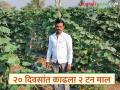 दोडक्याच्या १० तोड्यात काढला दोन टन माल; २० दिवसांत प्रमोदने केली ७० हजारांची कमाई - Marathi News | Two tons prodution of ridge gourd in 10 harvestings; Pramod earned 70 thousand in 20 days | Latest agriculture News at Lokmat.com