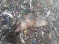 जुहू सिल्व्हर बीचवर मृत डॉल्फिन आढळला! - Marathi News | dead dolphin found in juhu silver beach | Latest mumbai News at Lokmat.com