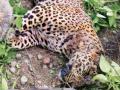 पेंच टायगर रिझर्व्हमध्ये बिबट मृतावस्थेत आढळले - Marathi News | Leopard found dead in the Pench Tiger Reserve | Latest nagpur News at Lokmat.com