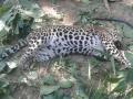 पेंचमध्ये वाघाशी लढाईत बिबट्याचा मृत्यू - Marathi News | Leopard dead due to battle with Tiger in Pench | Latest nagpur News at Lokmat.com