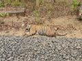 रेल्वेच्या धडकेत वाघाचा मृत्यू; गोंदिया-बल्लारशा रेल्वेमार्गावरील घटना - Marathi News | tiger found dead near railway track in Gondia district | Latest gondia News at Lokmat.com
