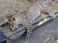 नागपुरात किडनीच्या आजाराने बिबट्याचा मृत्यू - Marathi News | Leopard dies of kidney disease in Nagpur | Latest nagpur News at Lokmat.com