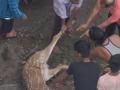 मिलिटरी फायरिंग एरियातून गावाकडे येणारी हरणं धोक्यात - Marathi News | Deer in danger from the military firing area approaching the village | Latest nagpur News at Lokmat.com