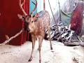 कुत्र्यांच्या हल्ल्यात ‘त्या’ हरणाचा मृत्यू - Marathi News | The death of 'those' deer in the dogs' attack | Latest thane News at Lokmat.com