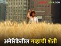 अमेरिकेसारख्या देशात एक वेगळीच 'शांतीत क्रांती' घडून आणणाऱ्या डेनेस यांची गव्हाची शेती - Marathi News | The wheat farming of Danes brought about a different 'peaceful revolution' in a country like America | Latest agriculture News at Lokmat.com