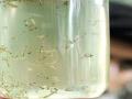 अधिकारी, नगरसेवकांच्या घरातच आढळल्या डेंग्यूच्या अळ्या! - Marathi News | Dengue larvae found in the house of corporators | Latest akola News at Lokmat.com