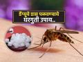 National Dengue Day 2025 : डेंग्युचे डास घरातच येऊ नयेत म्हणून ५ उपाय, डेंग्यूचा घातक आजार टाळा - Marathi News | National Dengue Day 2025 : Home remedies to get rid of mosquitoes | Latest sakhi News at Lokmat.com