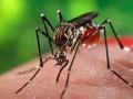 नागपूर विभागात डेंग्यूचे १२८ रुग्ण - Marathi News | 128 patients of Dengue in Nagpur division | Latest nagpur News at Lokmat.com