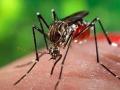 डेंग्यू : शासन मंजुरी नसतानाही सभापतींचे फौजदारी कारवाईचे आदेश - Marathi News | Dengue: The order of criminal proceedings of the chairmanship even when the government is not sanctioned | Latest nagpur News at Lokmat.com