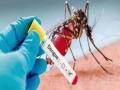 भारताने तयार केली डेंग्यूची लस - Marathi News | India has developed a dengue vaccine | Latest national News at Lokmat.com