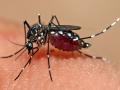 पूर्व विदर्भात डेंग्यूचे ३८८ रुग्ण - Marathi News | 388 dengue patients in East Vidarbha | Latest nagpur News at Lokmat.com