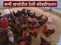 कमी भांडवलात अधिक नफा देणारा व्यवसाय, देशी कोंबडीपालन; कुठे मिळते शास्त्रशुद्ध प्रशिक्षण? - Marathi News | A business that offers high profits with less capital, indigenous poultry farming; Where can you get scientifically based training? | Latest agriculture News at Lokmat.com