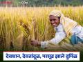 दुष्काळात याचं धान्यांन पोट भरलं, आज परसूड, देवतांदूळ हे निसर्गनिर्मित धान्य दिसेनासं झालंय! - Marathi News | Latest News Nature's grain known as Parsud, Devdhan, Devtandul has become rare | Latest agriculture News at Lokmat.com