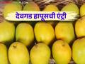Devgad Hapus : देवगड हापूसची पहिली पेटी सांगली मार्केटला रवाना डझनाच्या पेटीला कसा मिळाला दर - Marathi News | Devgad Hapus: The first box of Devgad Hapus left for Sangli market How was the price for a box of dozen? | Latest agriculture News at Lokmat.com