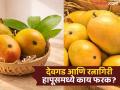चव वेगळी अन् रूपही! दोन्ही हापूसच, पण तरीही देवगड आणि रत्नागिरीच्या आंब्यांमध्ये आहे फरक; केवळ बघूनही लक्षात येईल... - Marathi News | What is the difference between Devgad hapoos and Ratnagiri Hapoos mango | Latest food News at Lokmat.com