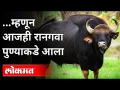आजही रानगवा पुण्याकडे का आला? Sachin Punekar On Raangava | Raangava In Pune | Bison | Lokmat - Marathi News | Why did Rangava come to Pune even today? Sachin Punekar On Raangava | Raangava In Pune | Bison | Lokmat | Latest maharashtra Videos at Lokmat.com