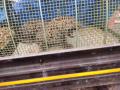 देवरुखनजीक विहीरीत पडलेल्या बिबट्याला सुखरुप काढले बाहेर - Marathi News | The leopard that fell into the well was pulled out safely | Latest ratnagiri News at Lokmat.com