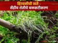 Green Manure : हिरवळीचे खत - सेंद्रीय शेतीसाठी अन् मातीसाठी वरदान! - Marathi News | Green Manure Green manure boon for organic farming and soil | Latest agriculture News at Lokmat.com
