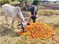 दोनशेचा टोमॅटो आला दोन रुपयांवर; मजुरी सुटणेही झाले अवघड - Marathi News | Two hundred tomatoes came at two rupees; Salary has also become difficult | Latest nashik News at Lokmat.com