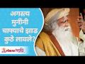 अगस्त्य मुनींनी चाफ्याचे झाड कुठे लावले? Where did the Aatsya muni plant the Chafa tree? Sadhguru - Marathi News | Where did the Aatsya muni plant the Chafa tree? Sadhguru | Latest bhakti Videos at Lokmat.com