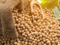 विक्रीस आणलेले सोयाबीन रस्त्यावर कशामुळे? शेतकरी नाराज - Marathi News | Why are soybeans marketed on the street? Farmers are upset | Latest agriculture News at Lokmat.com