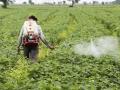 महागडी फवारणी परवडेना, शिवारातील तूरीवर अळीचा प्रादूर्भाव - Marathi News | Expensive spraying cannot be afforded, tur crop deceased, how to protect crop? | Latest agriculture News at Lokmat.com
