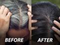 White Hair Removal Oil : पांढरे केस जास्तच वाढत चाललेत? ३ प्रकारच्या तेलांनी मसाज करा, काळ्याभोर केसांसाठी सोपा उपाय - Marathi News | White Hair Removal Oil : white hair baldness problem oil massage neem coconut sesame olive vitamin c | Latest sakhi News at Lokmat.com