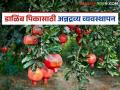 डाळिंब बागेत अन्न द्रव्य व्यवस्थापन कसे करावे, कुठली खते द्यावीत, वाचा सविस्तर  - Marathi News | Latest News Damib Bag How to manage nutrients in pomegranate farm, what fertilizers to apply, read in detail | Latest agriculture News at Lokmat.com