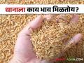Paddy Market : धान उत्पादक शेतकऱ्यांचे गणित बिघडलं, धानाला काय भाव मिळतोय? - Marathi News | Latest News Decrease in paddy production see market price in market yards check here | Latest agriculture News at Lokmat.com