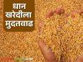 Dhan Kharedi : रब्बी हंगामातील धान खरेदीसाठी 'या' तारखेपर्यंत मुदत वाढवली, वाचा सविस्तर  - Marathi News | Latest News Deadline for purchasing paddy for Rabi season extended till 30 july read in detail | Latest agriculture News at Lokmat.com