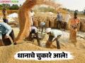 'या' तारखेपर्यंत धान विक्री केलेल्या शेतकऱ्यांना चुकारे मिळाले, पहा लाभार्थ्यांची यादी  - Marathi News | Latest News Dhan Chukare Bonus Farmers who sold paddy received refunds, see list of beneficiaries | Latest agriculture News at Lokmat.com